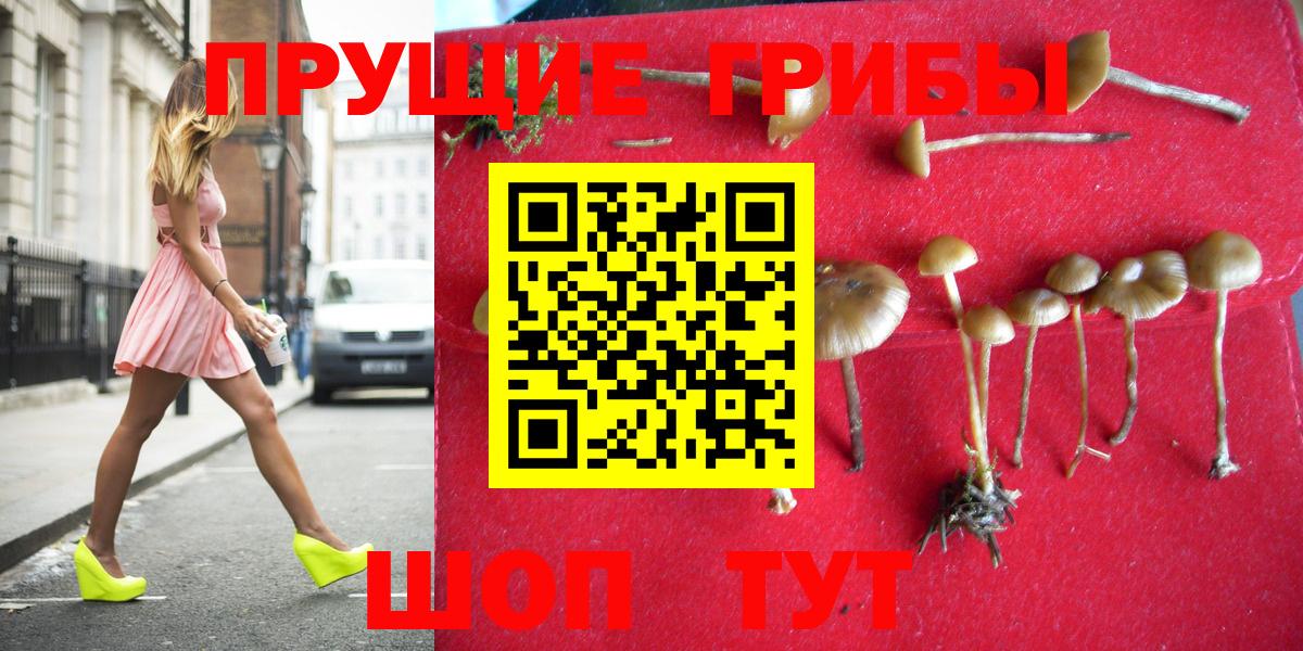 Псилоцибиновые грибы мицелий Новосибирск